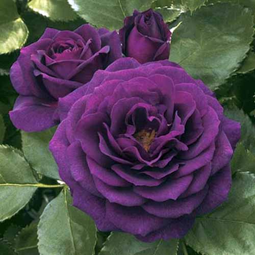 A close up square image of deep purple 'Ebb Tide' flowers with foliage in the background.