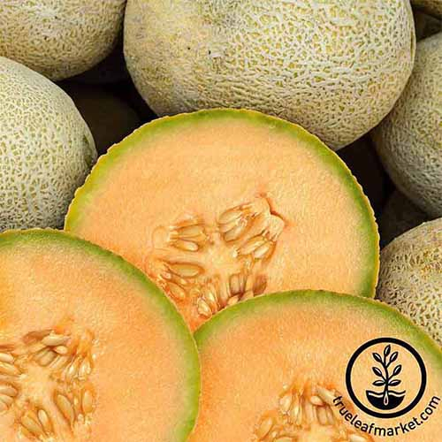 A close up square image of whole and halved 'Edisto 47' melons. To the bottom right of the frame is a black circular logo with text.