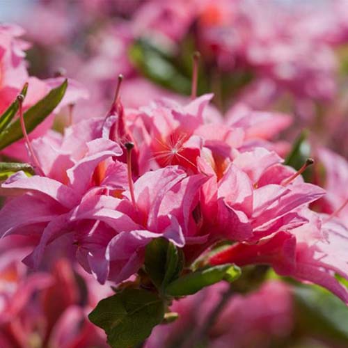 A close up square image of Electric Lights™ ‘Double Pink’ azaleas growing in the garden pictured in bright sunshine on a soft focus background.