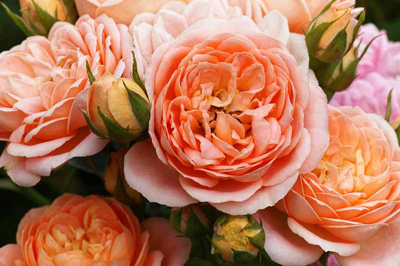 A close up horizontal image of orange English roses pictured on a soft focus background.