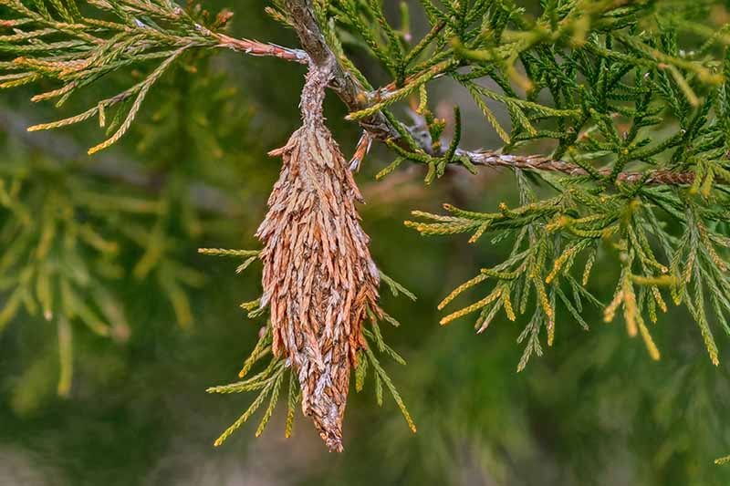 A close up horizontal image of a bagworm moth cocoon hanging from a conifer tree.