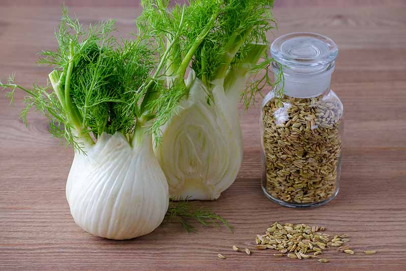 A close up horizontal image of two fennel bulbs set on a wooden surface with a small jar of seeds to the right of the frame.