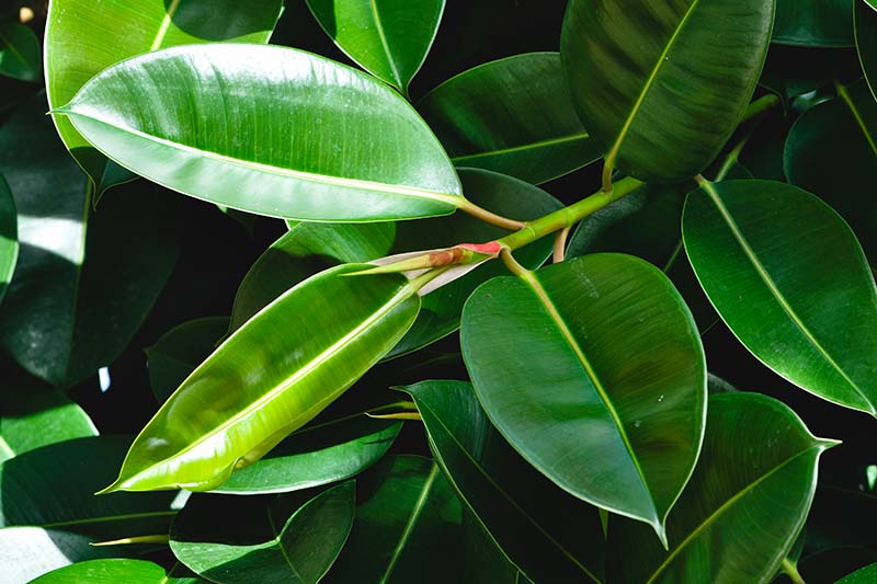 A close up horizontal image of the dark green, waxy foliage of Ficus elastica 'Robusta.'