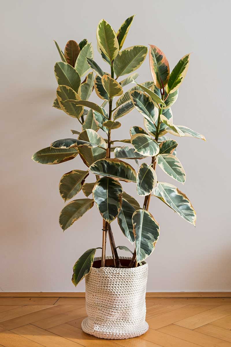 How To Grow And Care For Rubber Tree Plants Ficus Elastica 