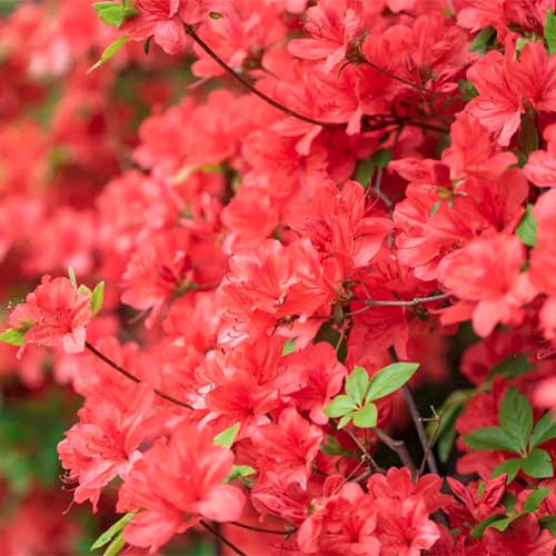 A close up square image of bright red ‘Flame Creeper’ azaleas pictured on a soft focus background.