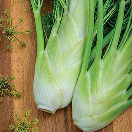 A close up square image of the freshly harvested bulbs of Florence fennel set on a wooden surface.