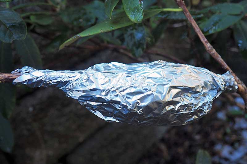 A close up horizontal image of a plant stem wrapped in peat and surrounded with foil for air layering.