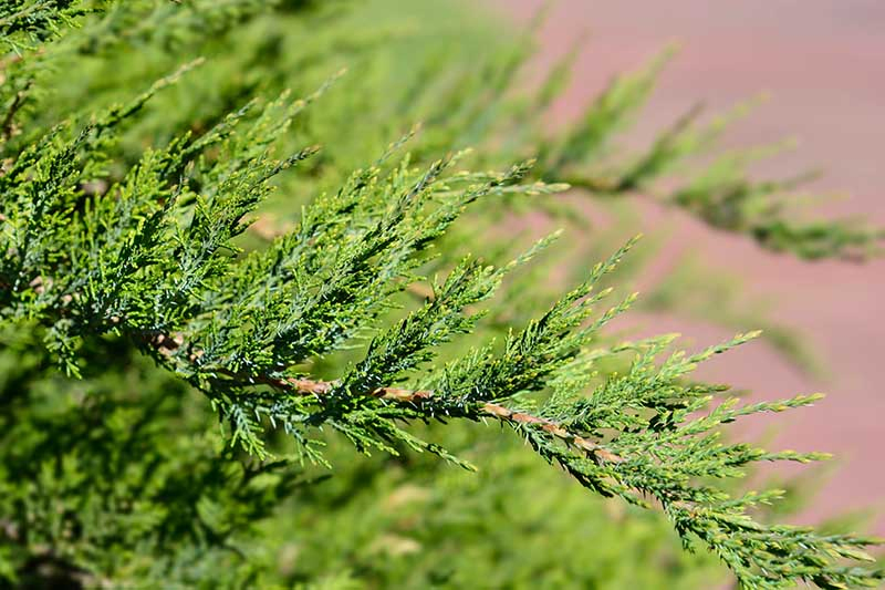 A close up horizontal image of the foliage of Juniperus spp. shrub pictured on a soft focus background.