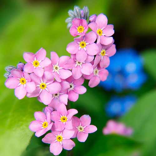 A close up square image of bright pink M. sylvatica flowers pictured on a soft focus background.