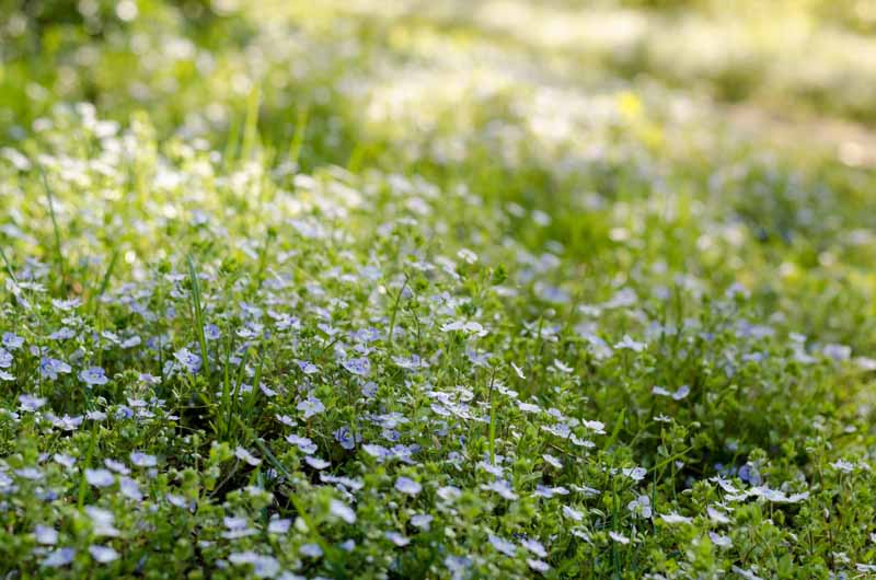 A horizontal image of a swath of white flowers mass planted in a shady spot in the garden pictured in light filtered sunshine.