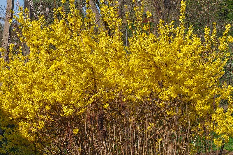A horizontal image of a forsythia shrub in full bloom with bright yellow flowers growing in the spring garden.