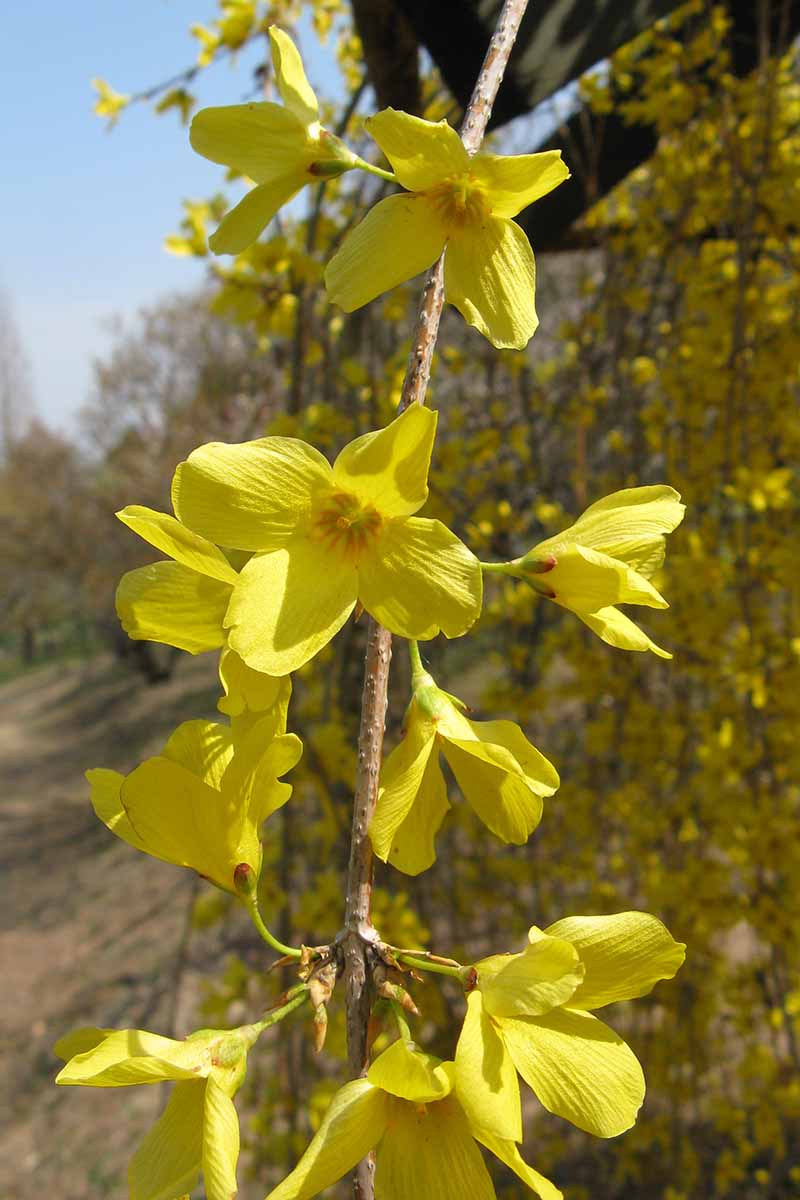 A close up vertical image of branches of F. suspensa with bright yellow flowers cascading downwards, pictured on a soft focus blue sky background.