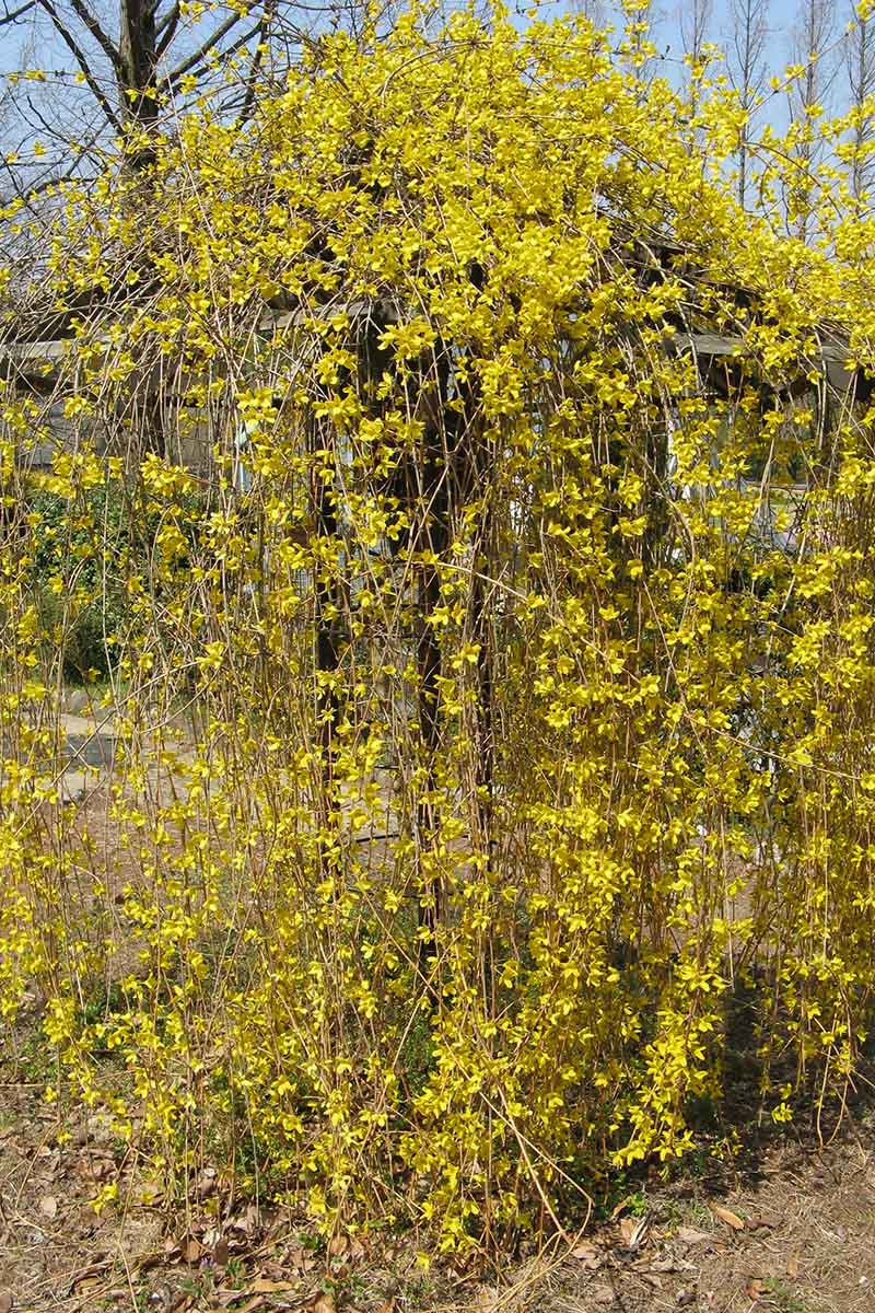 A close up vertical image of a large Forsythia suspensa shrub growing in the garden covered with a profusion of yellow blossoms pictured on a blue sky background.