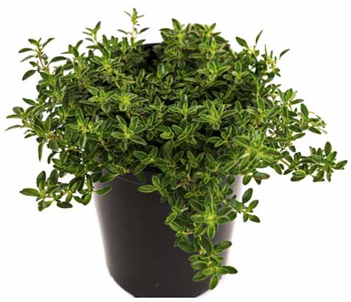 A close up square image of a French thyme plant growing in a black pot isolated on a white background.