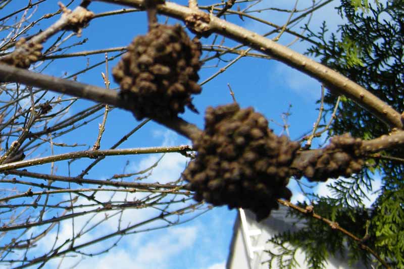 A close up horizontal image of a shrub that is suffering from a disease that causes galls to develop pictured on a blue sky background.