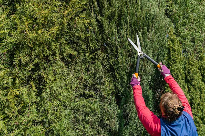 A close up horizontal image of a gardener from the right of the frame using large pruners to cut back a conifer hedge.