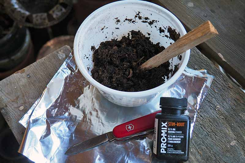 A horizontal image of a small white pot containing peat, a gardening knife, rooting hormone, and tin foil set on a wooden surface ready for air layering.