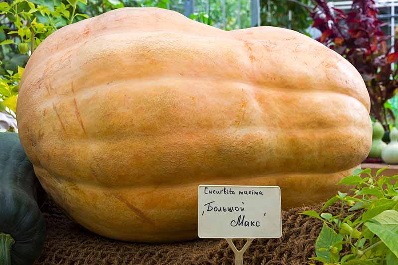 A close up horizontal image of a giant pumpkin on display at a plant nursery.