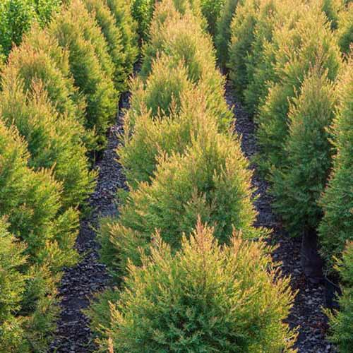 A square image of rows of Juniperus 'Gold Cone' with paths in between the trees.