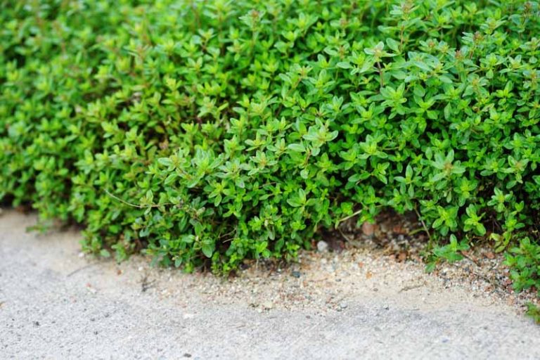 green creeping thyme ground cover