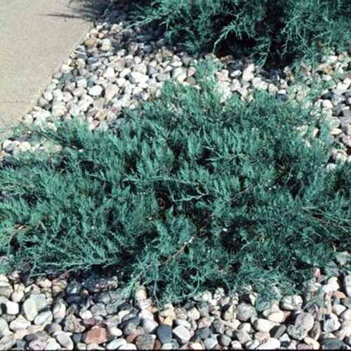 A close up square image of Juniperus 'Grey Owl' growing in a rock garden by the side of a path.