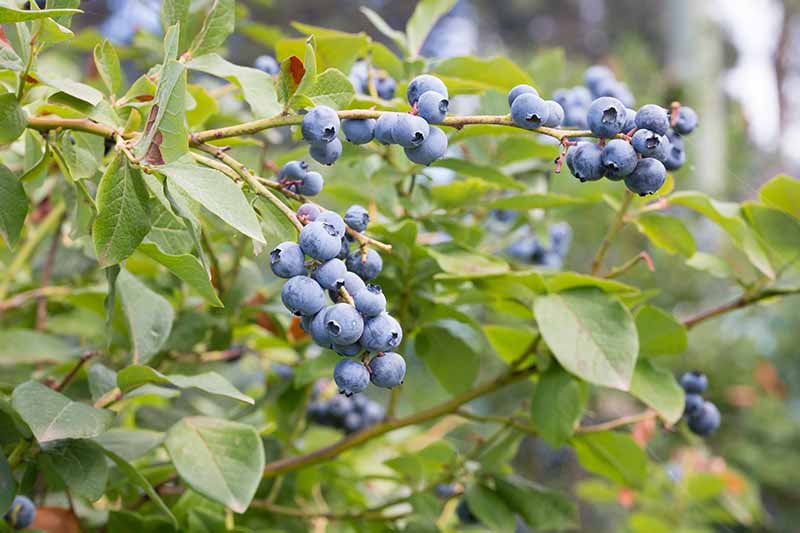 A close up horizontal image of ripe blueberries growing in the garden pictured on a soft focus background.