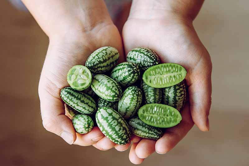 A close up horizontal image of two hands from the top of the frame holding a handful of small cucamelons, pictured on a soft focus background.