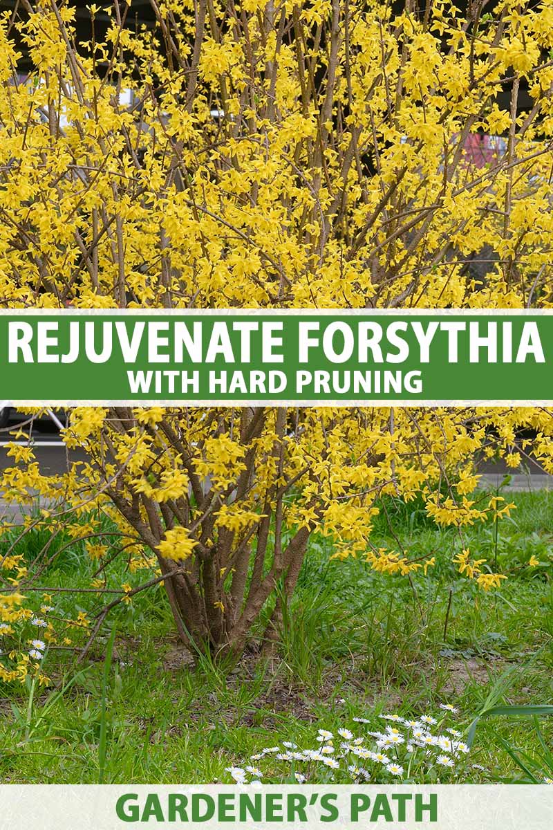 A close up vertical image of a forsythia shrub in full bloom growing in the garden. To the center and bottom of the frame is green and white text.
