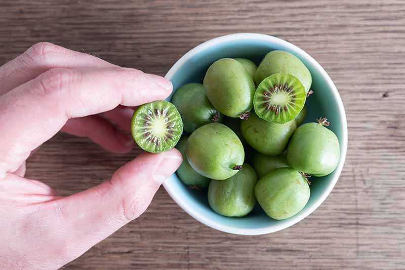A close up horizontal image of a hand from the left of the frame holding a half hardy kiwi fruit above a bowl filled with a pile of the same fruit.