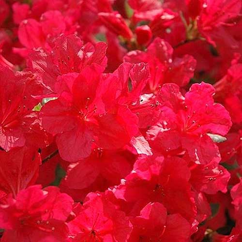 A close up square image of the bright red flowers of 'Hino Crimson' azaleas pictured in bright sunshine.