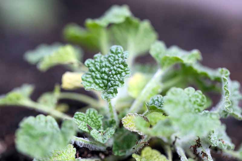 A close up horizontal image of a small Marrubium vulgare plant pictured on a soft focus background.