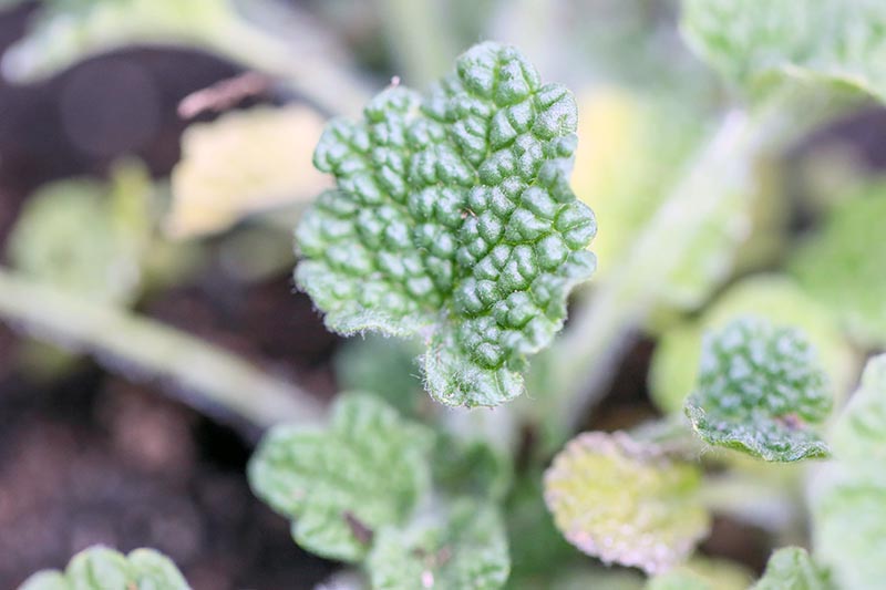 A close up horizontal image of the foliage of common horehound (Marrubium vulgare) growing in the garden.