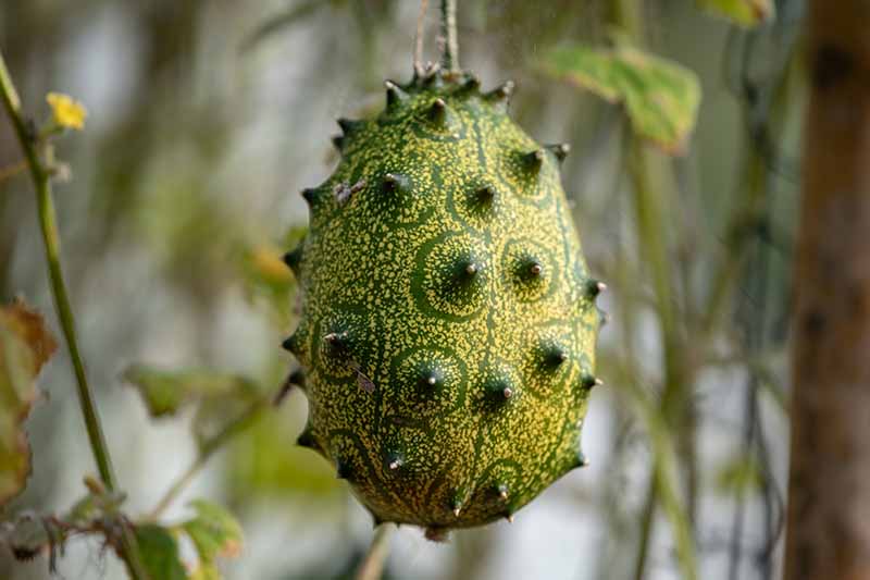 A close up horizontal image of a horned melon fruit growing in the garden pictured on a soft focus background.