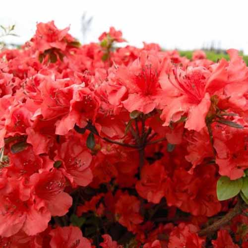 A close up square image of bright red ‘Hot Shot Girard’ azalea flowers pictured on a soft focus background.