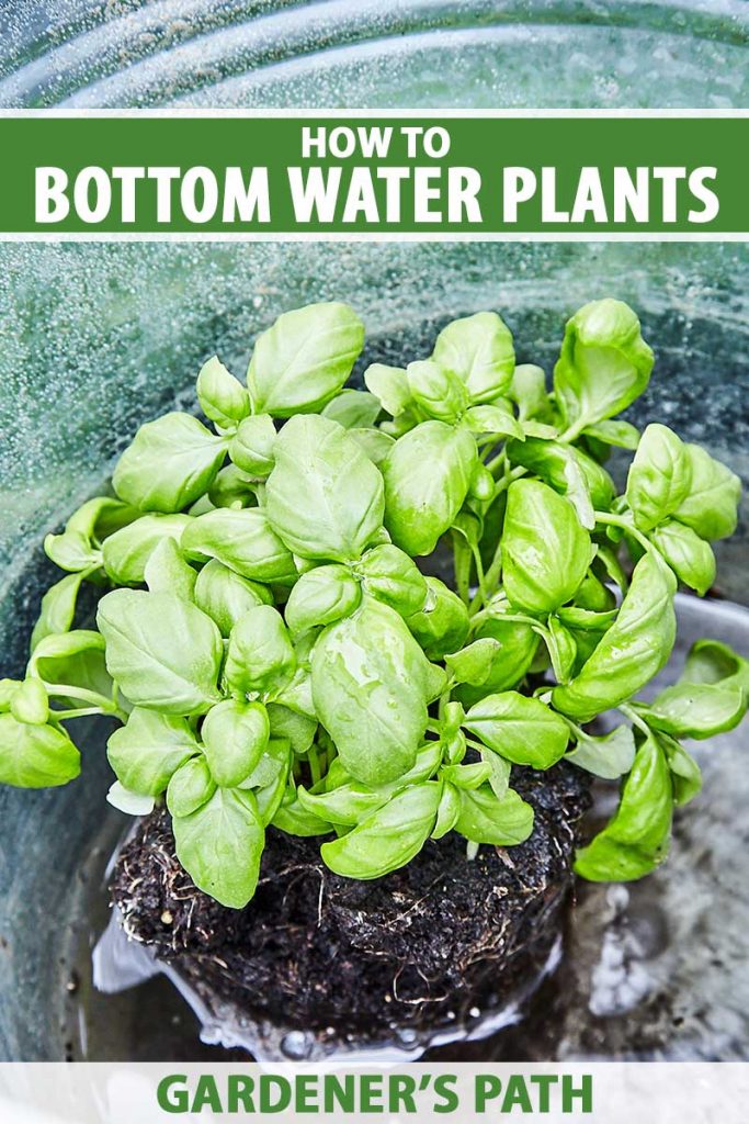 A close up vertical image of a basil plant set in a large pot for the soil to absorb moisture. To the top and bottom of the frame is green and white printed text.