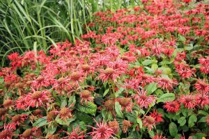 A close up horizontal image of a large stand of red bee balm flowers growing in the garden taking over an area.