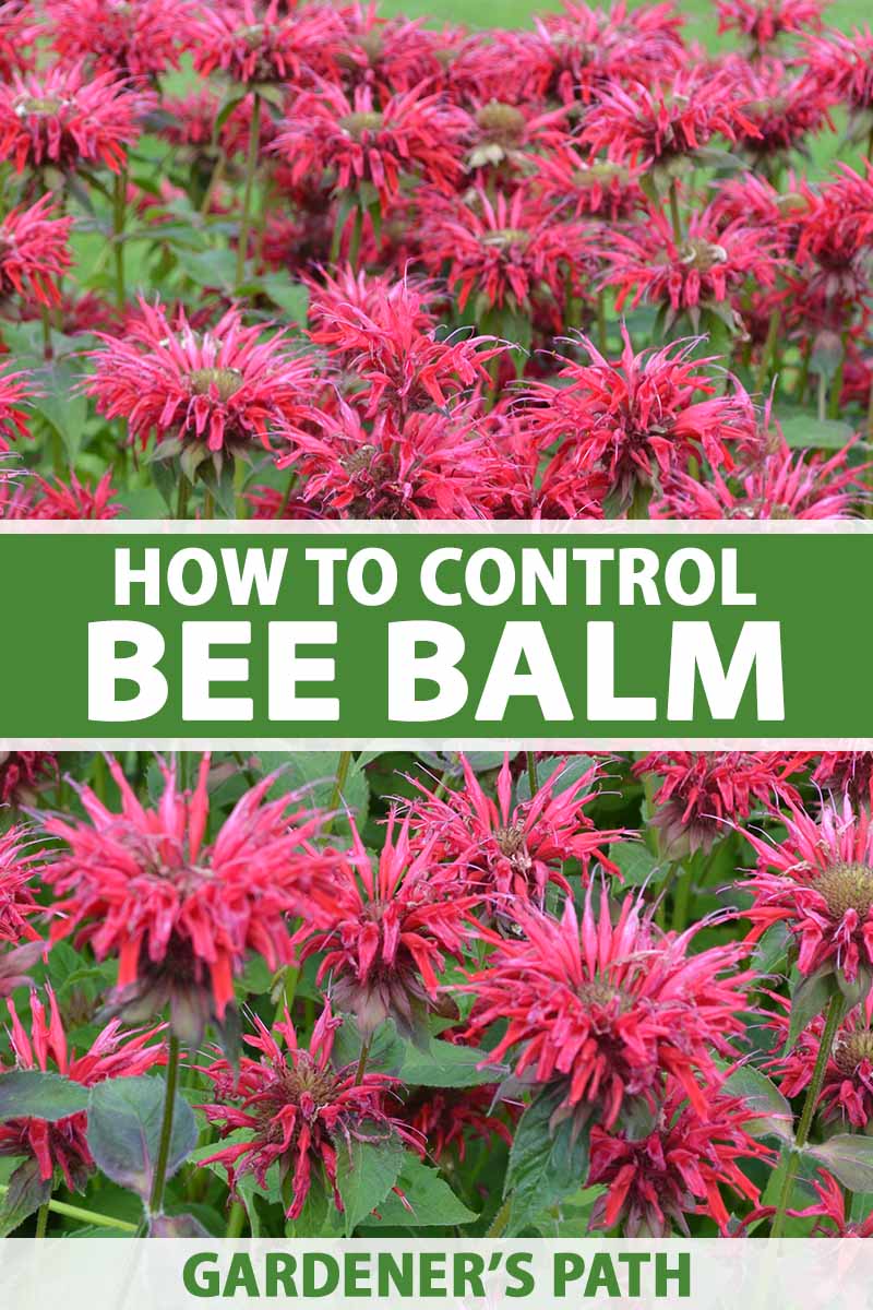 Is Bee Balm Invasive How to Control Monarda   Gardener's Path