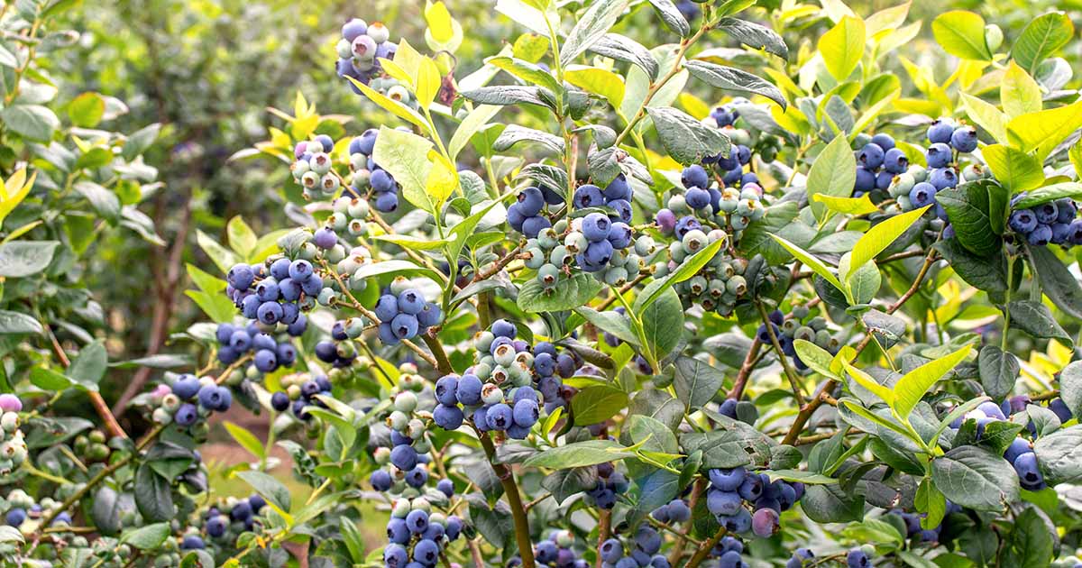 How To Grow And Care For Blueberry Bushes Gardener S Path Reportwire