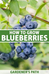 How to Grow and Care for Blueberry Bushes | Gardener’s Path