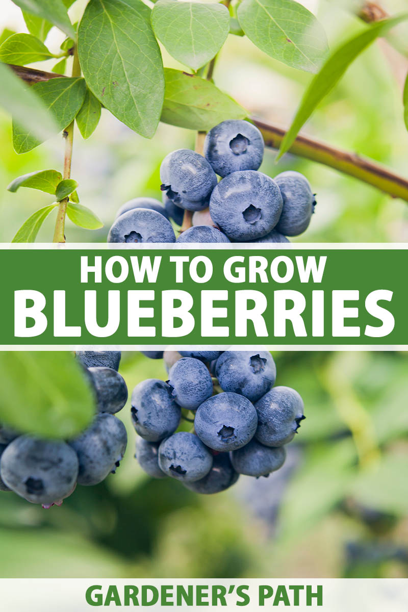 How to Grow Blueberries   Gardener's Path