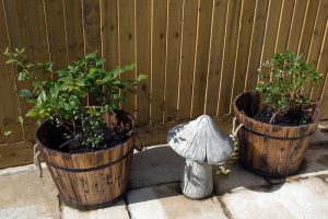 How to Grow Blueberries in Containers