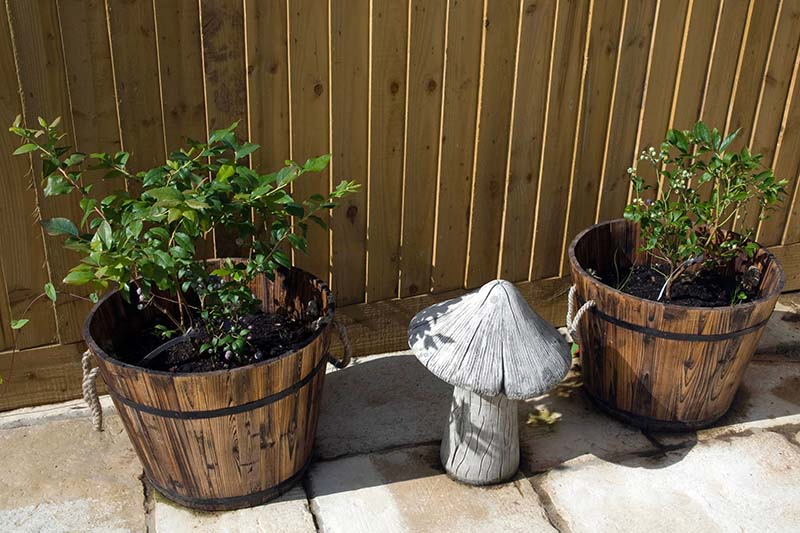 A close up horizontal image of two wooden planters and an ornamental toadstool on a patio with a wooden fence in the background.