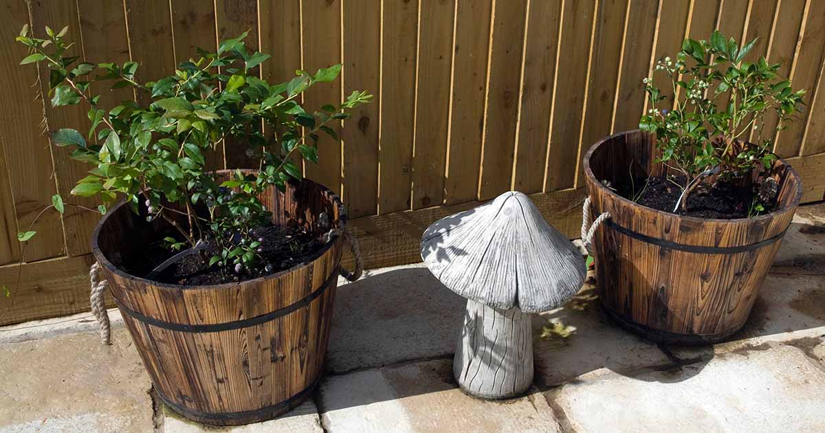 Blueberry plants in containers care