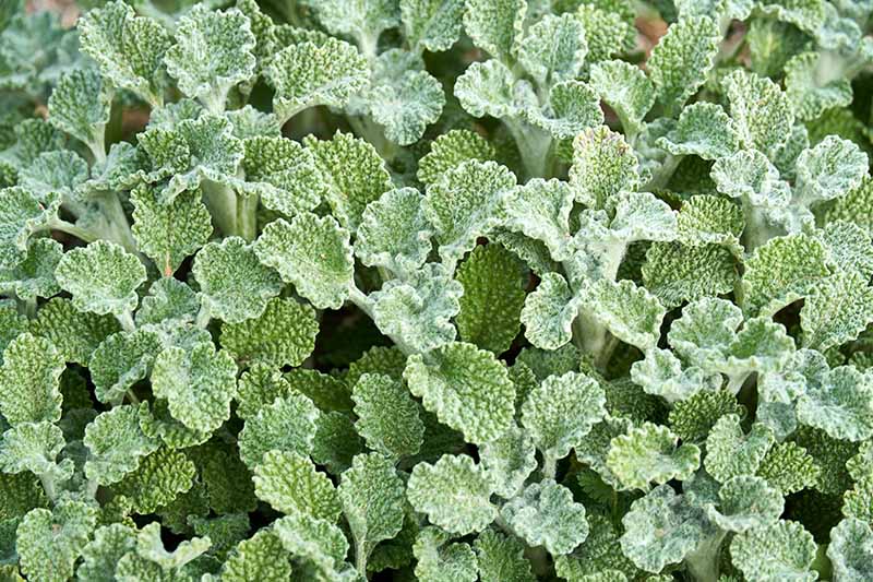 A close up horizontal image of common horehound (Marrubium vulgare) growing in the garden.