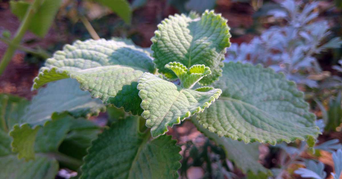 Glorious Kompatibel med dommer How to Grow and Care for Cuban Oregano | Gardener's Path