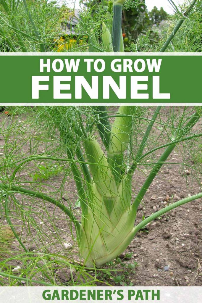 A close up vertical image of a fennel plant growing in the vegetable garden. To the top and bottom of the frame is green and white printed text.