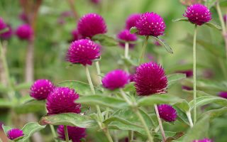 A close up horizontal image of globe amaranth flowers growing in the garden fading to soft focus in the background.