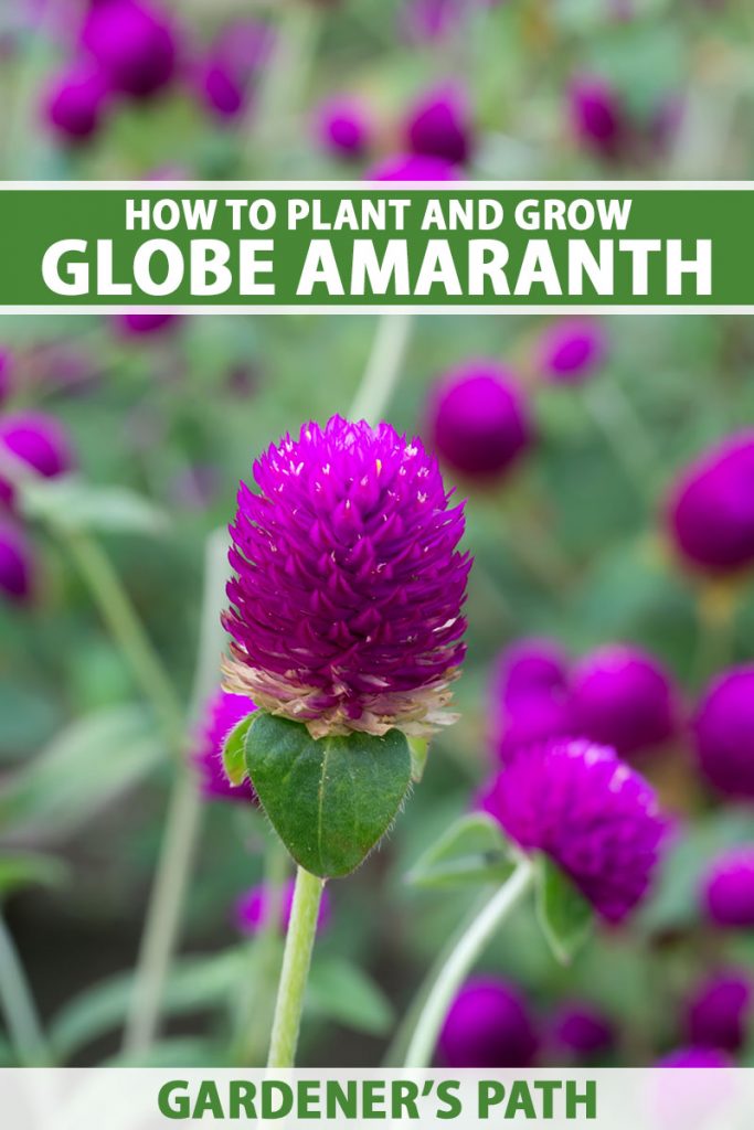 A close up vertical image of a deep pink Gomphrena globosa flower growing in the garden pictured on a soft focus background. To the center and bottom of the frame is green and white printed text.