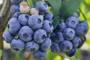 Tips for Growing Highbush Blueberries in Your Garden