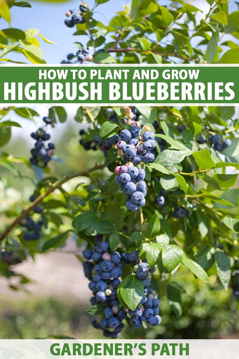 50 Northern Highbush Blueberry Bush Fruit Seeds Pre Stratified 